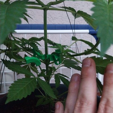 Jaqueline  growlog timeline photo