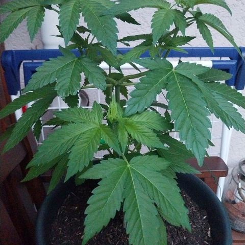 Jaqueline  growlog timeline photo