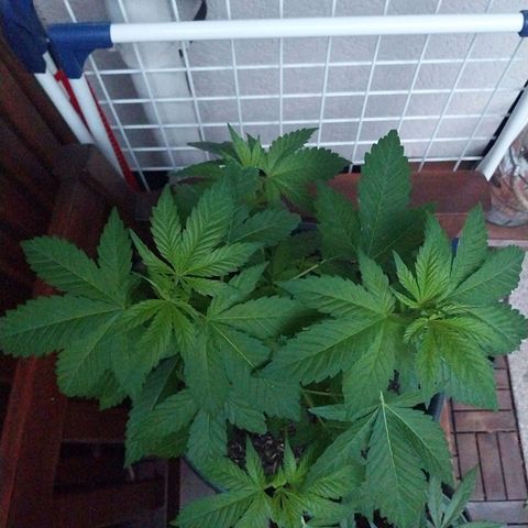 Jaqueline  growlog timeline photo