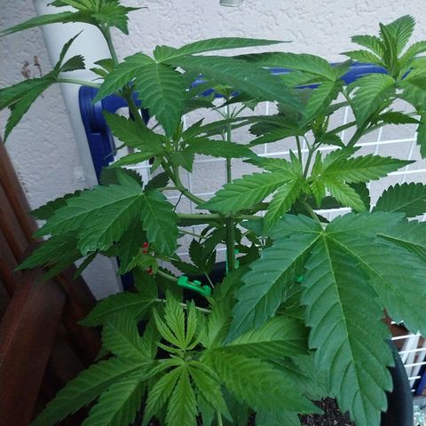 Jaqueline  growlog timeline photo