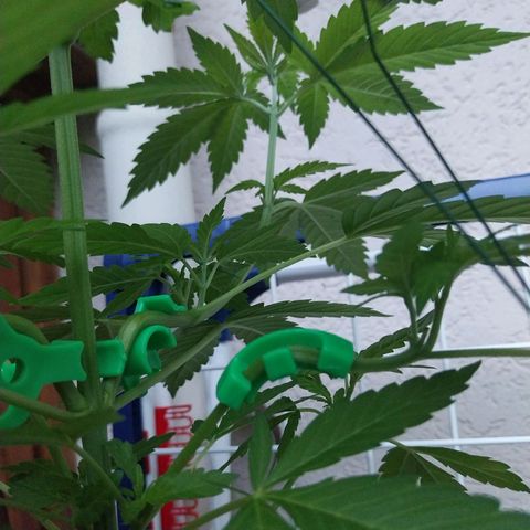 Jaqueline  growlog timeline photo