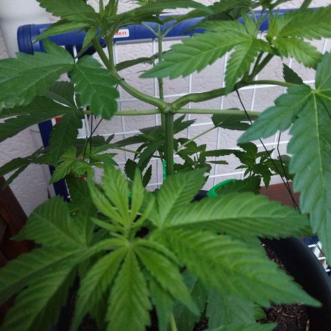 Jaqueline  growlog timeline photo