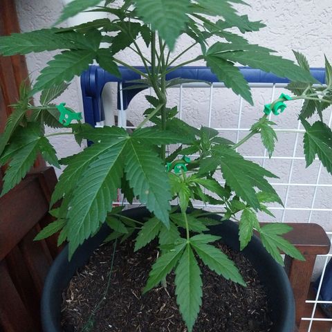Jaqueline  growlog timeline photo