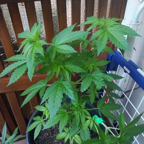 Jaqueline  growlog timeline photo
