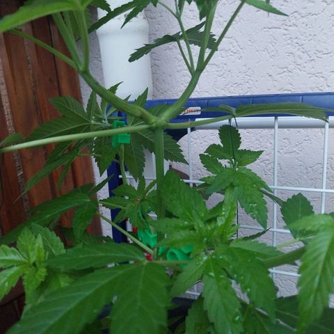 Jaqueline  growlog timeline photo