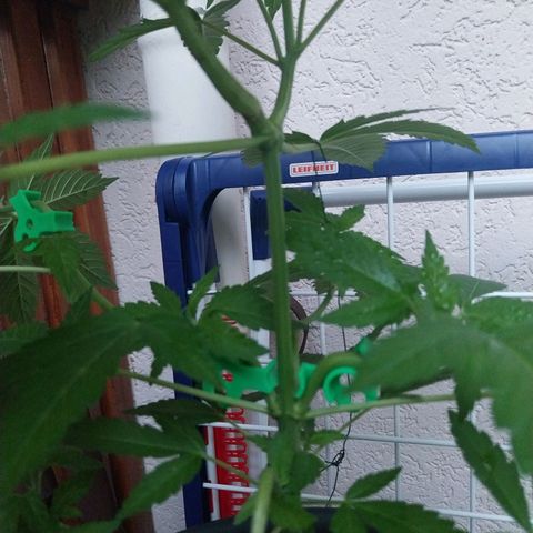 Jaqueline  growlog timeline photo