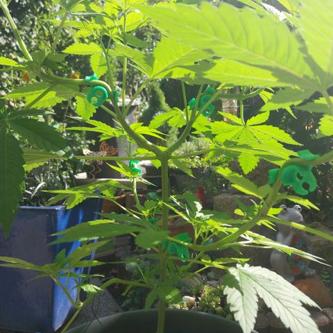 Jaqueline  growlog timeline photo