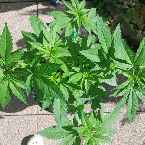 Jaqueline  growlog timeline photo