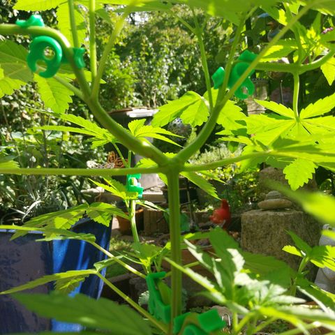 Jaqueline  growlog timeline photo