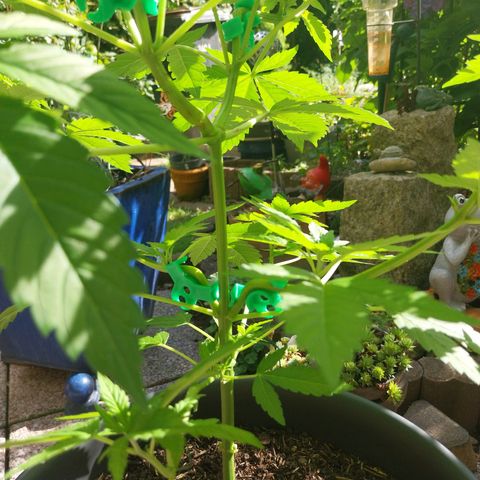 Jaqueline  growlog timeline photo
