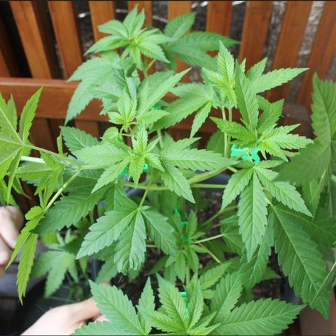 Jaqueline  growlog timeline photo