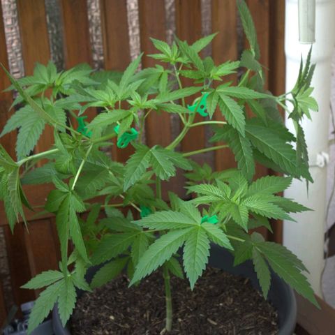 Jaqueline  growlog timeline photo