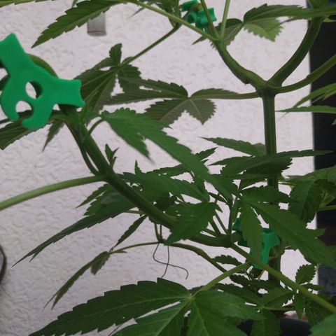 Jaqueline  growlog timeline photo