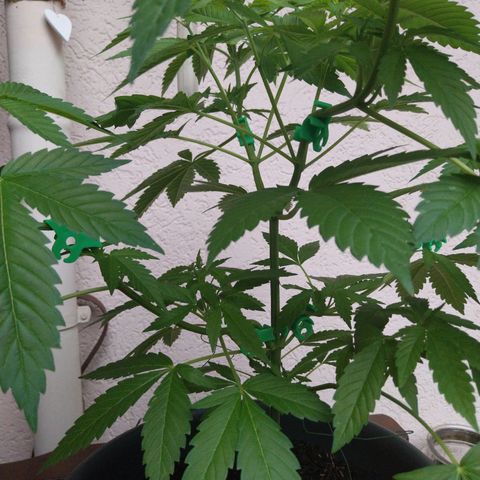 Jaqueline  growlog timeline photo
