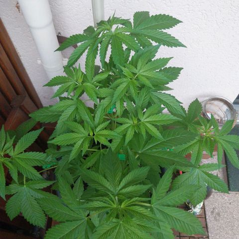 Jaqueline  growlog timeline photo