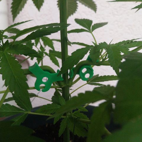 Jaqueline  growlog timeline photo
