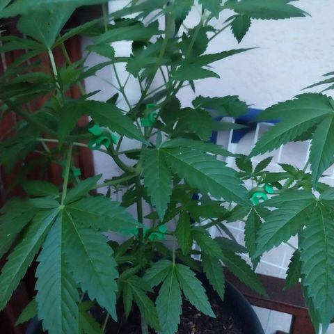 Jaqueline  growlog timeline photo