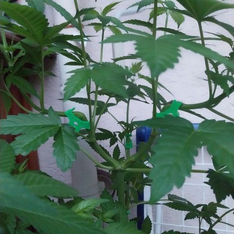 Jaqueline  growlog timeline photo