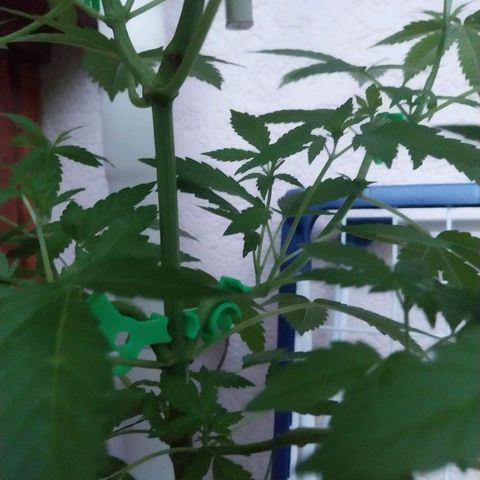 Jaqueline  growlog timeline photo