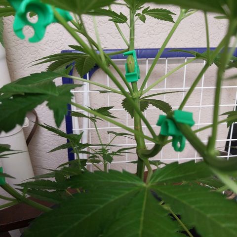 Jaqueline  growlog timeline photo