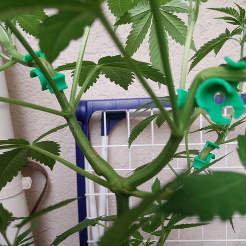 Jaqueline  growlog timeline photo