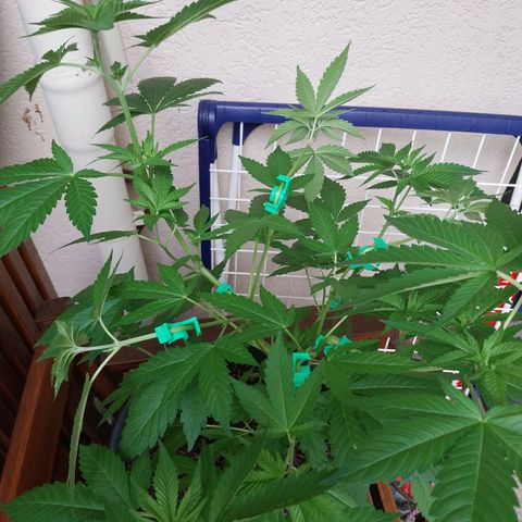 Jaqueline  growlog timeline photo