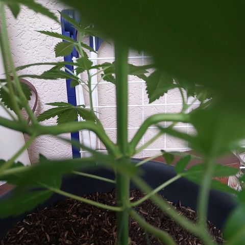 Jaqueline  growlog timeline photo