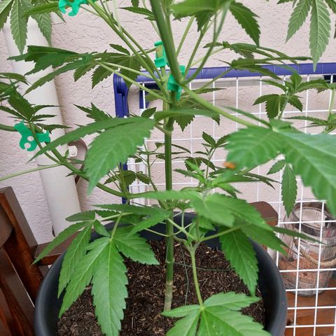 Jaqueline  growlog timeline photo