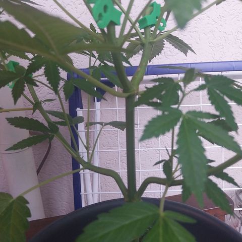 Jaqueline  growlog timeline photo