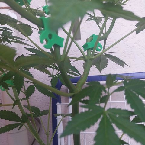 Jaqueline  growlog timeline photo