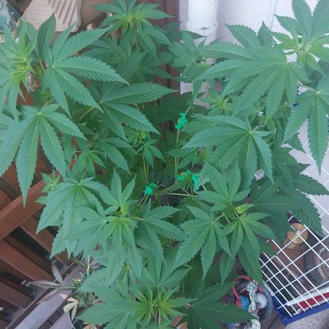 Jaqueline  growlog timeline photo