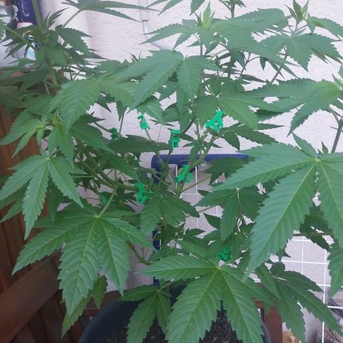 Jaqueline  growlog timeline photo