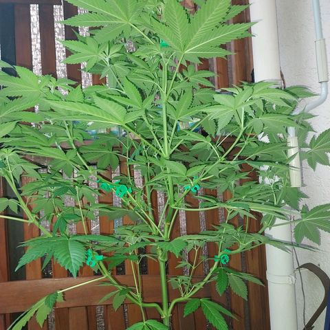 Jaqueline  growlog timeline photo