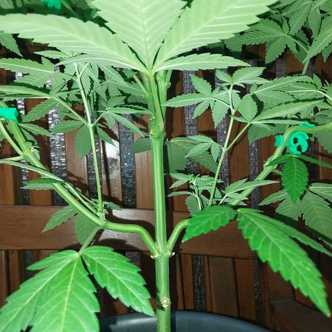 Jaqueline  growlog timeline photo