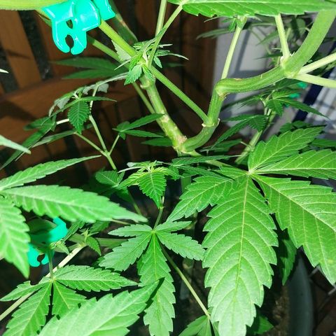 Jaqueline  growlog timeline photo