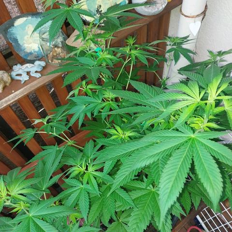 Jaqueline  growlog timeline photo