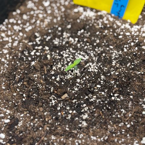 Mephisto Double Grape growlog photo: Day 4