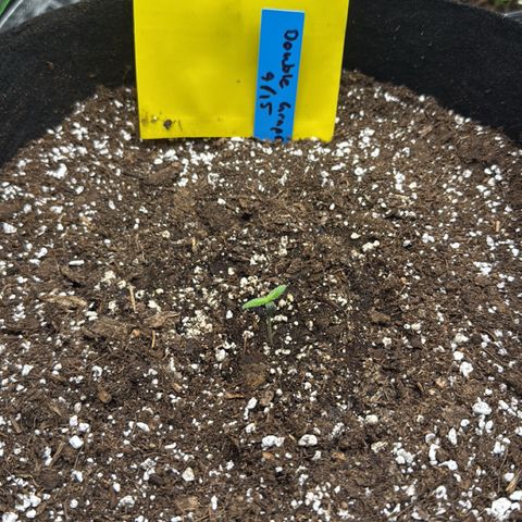 Mephisto Double Grape growlog photo: Looking good, plant continues to grow, will water 250ml tomorrow