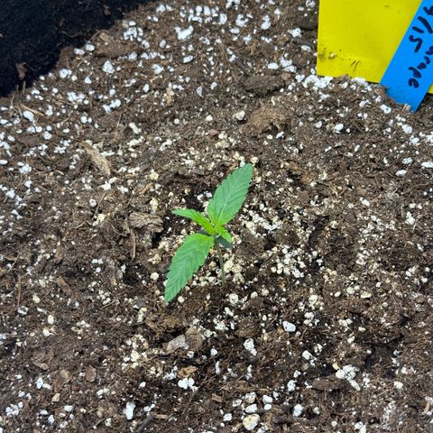Mephisto Double Grape growlog timeline photo