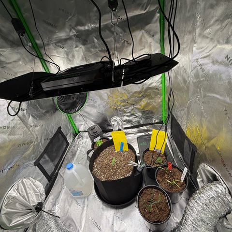 Mephisto Double Grape growlog photo: The grape and her pals!