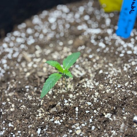 Mephisto Double Grape growlog photo: Day 8