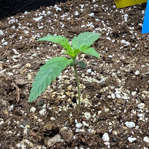 Mephisto Double Grape growlog photo: Day 8