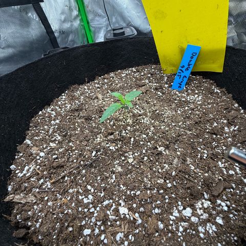 Mephisto Double Grape growlog photo: Day 8