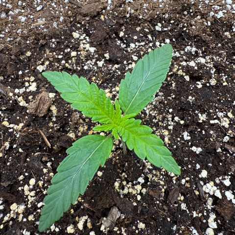 Mephisto Double Grape growlog photo: Day 9, just checking on her!