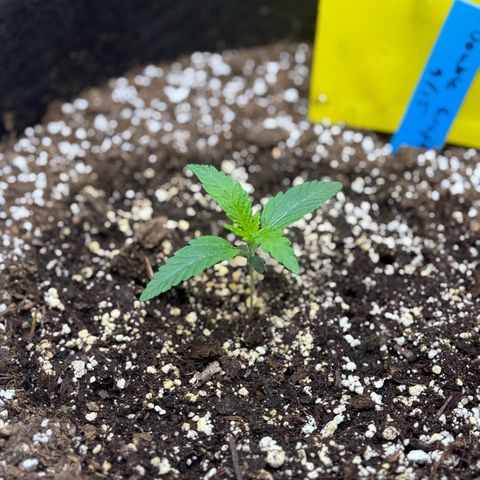 Mephisto Double Grape growlog photo: Day 9, just checking on her!