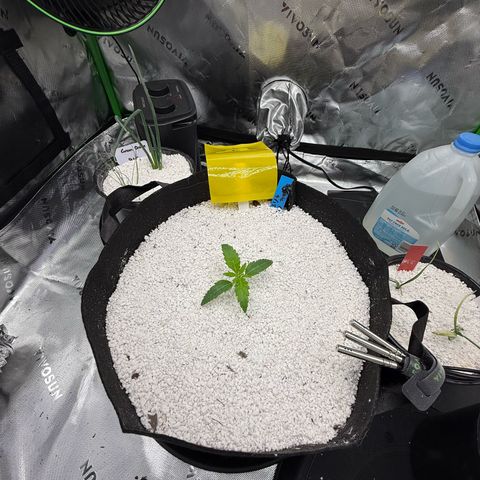 Mephisto Double Grape growlog timeline photo