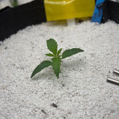 Mephisto Double Grape growlog timeline photo