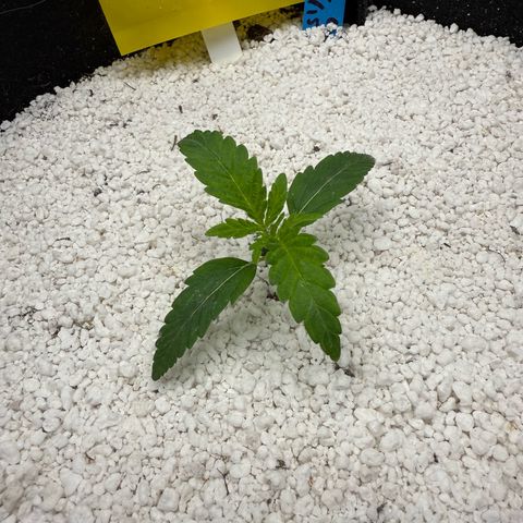 Mephisto Double Grape growlog timeline photo