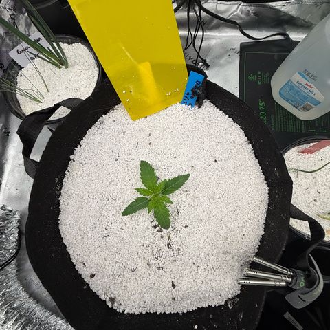 Mephisto Double Grape growlog timeline photo