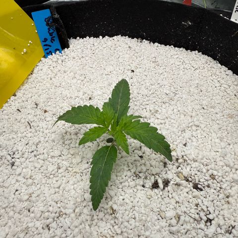 Mephisto Double Grape growlog timeline photo